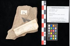 Foto (Objekt + Etikett) von Myrica lignitum (Unger) Saporta (NHMW-GEO-2024-0188-0694)